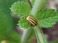 Alagoasa bipunctata