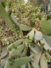 Opuntia ficus-indica