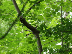 Fringilla coelebs