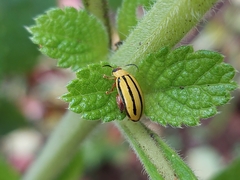 Alagoasa bipunctata