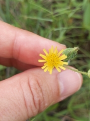 Lactuca ludoviciana