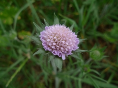 Knautia arvensis