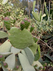 Opuntia ficus-indica