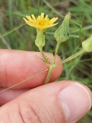 Lactuca ludoviciana
