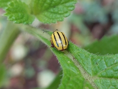 Alagoasa bipunctata