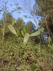 Opuntia ficus-indica