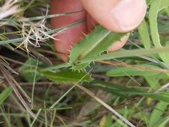 Lactuca ludoviciana