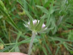 Knautia arvensis