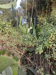 Opuntia ficus-indica