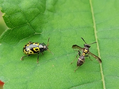 Zygogramma signatipennis