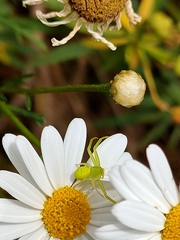 Misumena spinifera