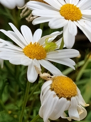 Misumena spinifera