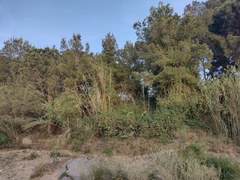 Opuntia ficus-indica