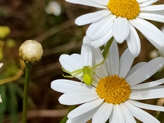 Misumena spinifera