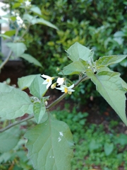 Solanum nigrum