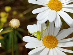 Misumena spinifera