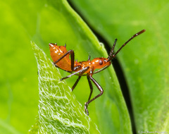Phthiacnemia picta