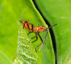 Phthiacnemia picta