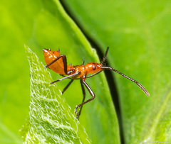 Phthiacnemia picta