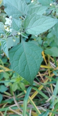 Solanum nigrum