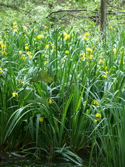 Iris pseudacorus