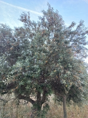 Olea europaea