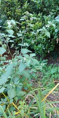 Solanum nigrum
