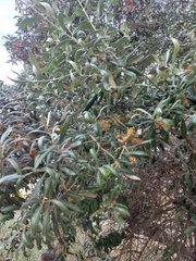Olea europaea