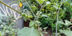 Solanum nigrum