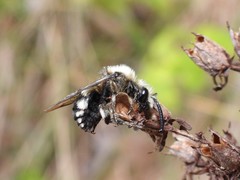 Melecta albifrons