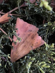 Bartheletia paradoxa