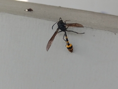 Phimenes flavopictus blanchardi