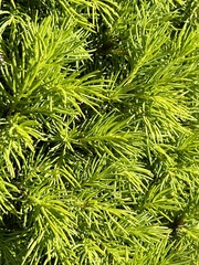 Juniperus rigida conferta