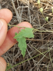 Convolvulus equitans