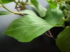 Crataegus nitida