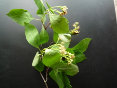 Crataegus nitida
