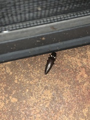 Ignelater havaniensis