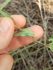 Convolvulus equitans