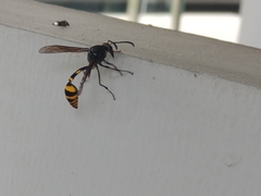 Phimenes flavopictus blanchardi