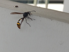 Phimenes flavopictus blanchardi