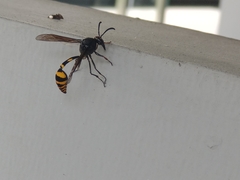 Phimenes flavopictus blanchardi