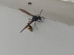 Phimenes flavopictus blanchardi