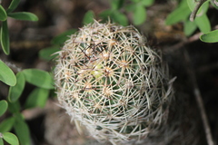 Coryphantha radians