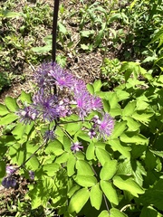 Thalictrum aquilegiifolium