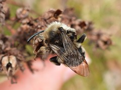 Melecta albifrons