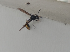 Phimenes flavopictus blanchardi