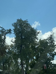 Populus deltoides monilifera