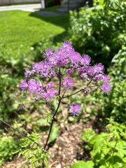Thalictrum aquilegiifolium