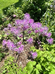 Thalictrum aquilegiifolium