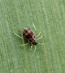 Melanaphis donacis
